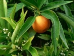 Nour citrus clementine