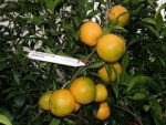 Caffin citrus clementine