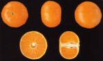 Fotrune citrus deliciosa