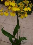 Oncidium желтый