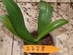 Phalaenopsis S 778