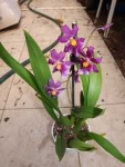 MILTONIA SCHROEDERAE X ONCIDIUM ORNITHORYNCHUM