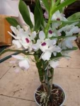 Orchidee Dendrobium nobile белый с темным центром