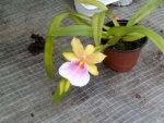 HO 0172 Miltonia Sunset Hybride