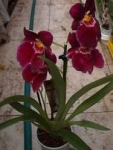 Miltoniopsis Red Tide