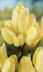 Луковица - Тюльпан Hans Dietrich Genscher, 3 шт., 11/12