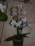 Phalaenopsis миниатюрный белый