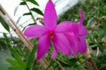 Dendrobium sulawesiense