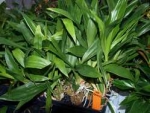 Zygopetalum Barbel Hohn HO 00115