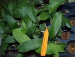 Odm (Rossioglossum). grande x splendens