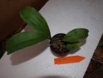 Odontoglossum grande ( Rossioglossum grande)