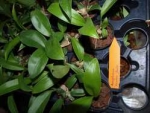 Rossioglossum Rawdon Jester