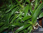 Plectrellminthus caudatus