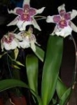 Degamoara White Fairy x Miltonia schroederae