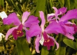 Ca. lawrenceana