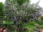 Psoralea pinnata – Псоралея перистая (2 шт).