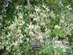 Moringa oleifera - Моринга масличная (3 шт).