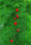 Ipomoea quamoclit red - Ипомея квамоклит (красная) (5 шт).