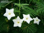 Ipomoea quamoclit alba - Ипомея квамоклит (белая) (5 шт).