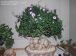 Ipomoea platensis - Ипомея платензис (1 шт).