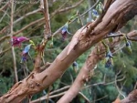 Fuchsia excorticate – Фуксия экскортикат, сбрасывающая кору (10 шт).