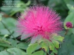 Calliandra rosea - Каллиандра розовая (2 шт).