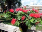 Calliandra haematocephala - Каллиандра красноголовчатая (2 шт).