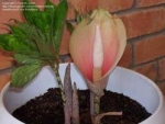 Amorphophallus bulbifer - Аморфофаллюс бульбоносный (клубень-1 шт).