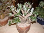 Pachypodium densiflorum var. albiflorum - Пахиподиум густоцветковый (2 шт).