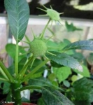Dorstenia foetida - Дорстения вонючая (2 шт).