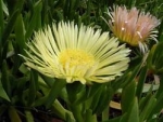 Carpobrotus edulis ssp. edulis - Карпобротус съедобный (2 шт).