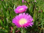 Carpobrotus deliciosus - Карпобротус вкусный (2 шт).