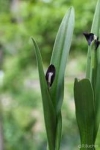 Roscoea scillifolia (Atropurpurea) - Роскоя пролесколистная (Черно-фиолетовая) (2 шт).