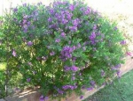 Polygala virgata - Истод прутьевидный (2 шт).
