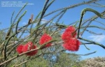 Melaleuca coccinea - Мелалеука алая (мелкие, 5 шт).