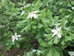 Magnolia macrophylla - Магнолия крупнолистная (2шт).