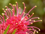 Grevillea banksii (forsteri) - Гревиллея Бэнкса (Форстера) (2 шт).