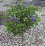 Duranta repens - Дуранта ползучая (3 шт).