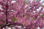 Cercis siliquastrum - Церцис рожковый (3 шт).