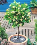 Cephalanthus occidentalis - Цефалантус западный (5 шт).