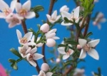 Boronia anemonifolia - Борония анемонолистная (3 шт).