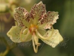 Bauhinia retusa - Баухиния притупленная (2 шт).
