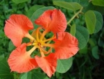 Bauhinia galpinii - Баухиния настурциевая, Красное орхидейное дерево (3 шт).