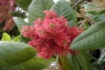 Triplaris cumingiana - Трипларис Камингиана (3 шт).