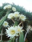 Trichocereus pachanoi - Трихоцереус Пачано, Кактус Сан-Педро  (2 шт).