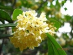Osmanthus fragrans - Османтус пахучий, Маслина пахучая (2 шт).