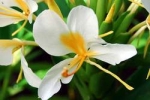 Hedychium gardnerianum x coronarium - Гедихиум Гарднера х венценосный (3 шт).