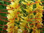 Hedychium gardnerianum - Гедихиум Гарднера (3 шт).