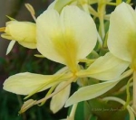 Hedychium flavum - Гедихиум желтый (3 шт).
