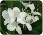 Hedychium coronarium - Гедихиум венценосный (3 шт).